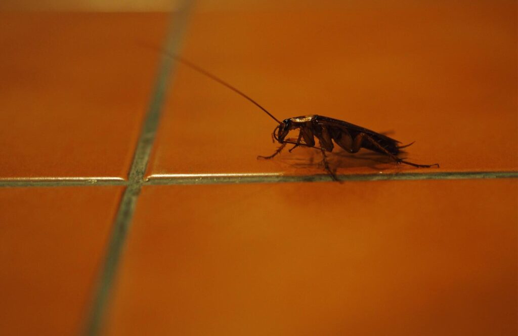 cockroach-Pest-Control